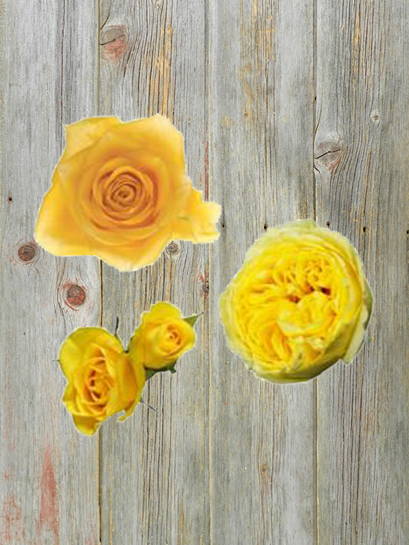 ROSES ALL AROUND  YELLOW COMBO BOX